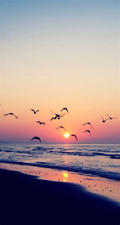 Sunset Nature Birds Calmness Iphone Wallpaper
