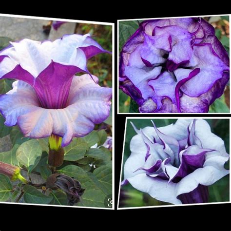 Purple Datura Angel Trumpet Plant Seeds For Sale Here Online Oz 4