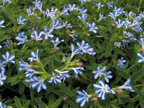 White Star Lithodora Plants Bulbs And Seeds At