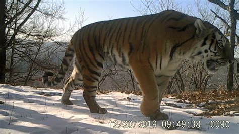 Tiger Invasions Suggest Improving Eco Environment In Northeast China