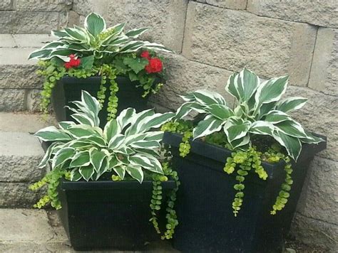My Version Of Hostas In A Pot Porch Plants Outdoor