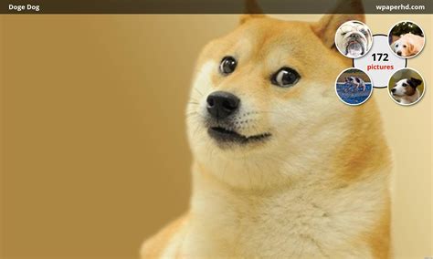 This rule has been expanded to cover 'forced' doge posts that feature the original 'doge' image, but have been modified in such a way that does not relate to the doge meme. Doge Wallpaper HD (77+ images)