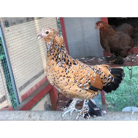 Cackle Hatchery Mille Fleur Duccle Bantam Chicken Straight Run Male And Female 309