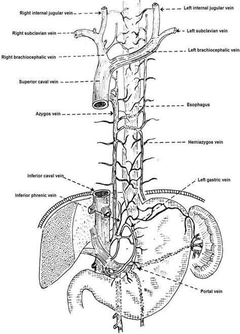 Anatomy Of Esophagus Intechopen