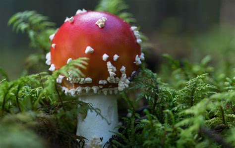 Death Cap The Deadliest Mushroom In The World — First Light Farm
