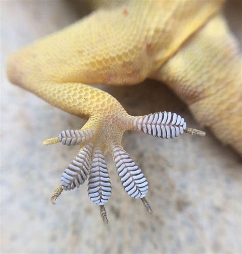 Tywkiwdbi Tai Wiki Widbee The Amazing Feet Of A Gecko