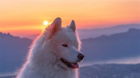 Samoyed White Dog In Sunrise Background 4k 5k Hd Animals Wallpapers