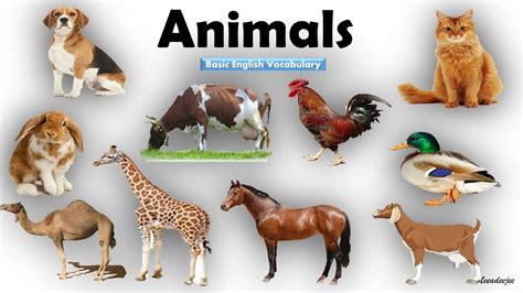 Animals Name Learn Animals Name In English Animals Name Basic