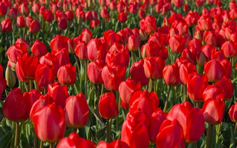 Free Photo Red Tulips Beautiful Green Spring Free Download Jooinn