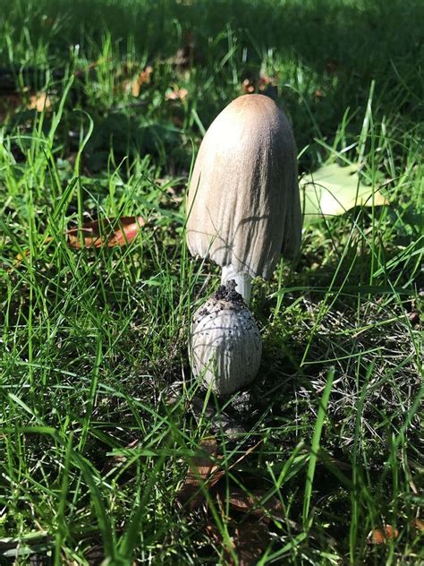 Wild Mushroom Growing In The Forest Stock Image Image Of Bell Head