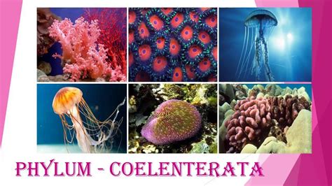 Phylum Coelenterata Cnidaria Animal Classification 2 Youtube