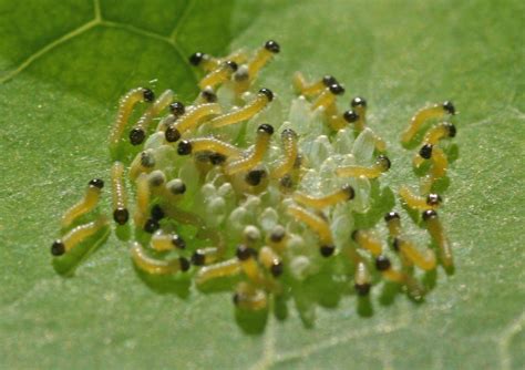 Caterpillars Hatching Free Photo Download Freeimages