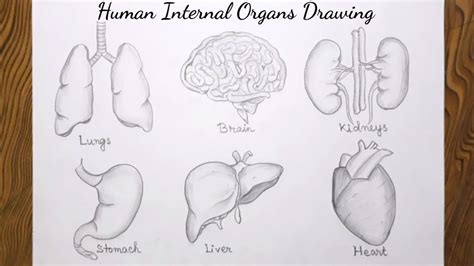 How To Draw Organs Soupcrazy1