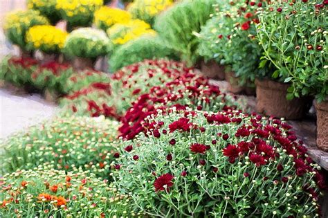 Lovely Flowers Red Colorful Flowers Nature Mums Hd Wallpaper Peakpx