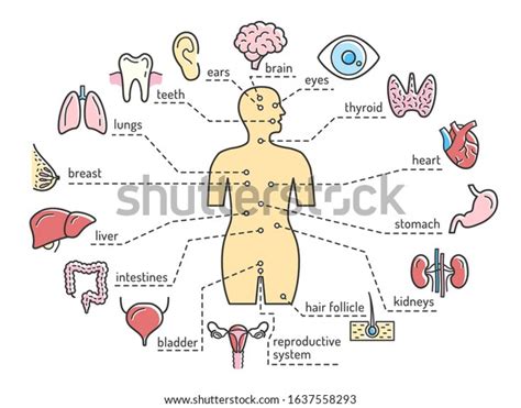 Female Human Body And Internal Organs Icons Brain Heart And Lungs