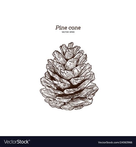 Pine Cone Drawing