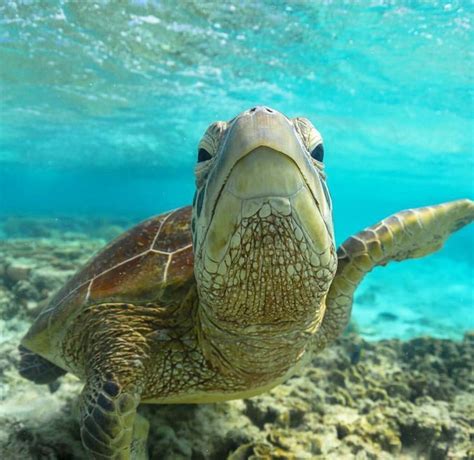 162 Best Images About Sea Turtles On Pinterest Swim Baby Sea Turtles