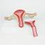2 Part Anatomical Healthy Human Uterus And Ovary Model Female Medical 