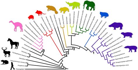 Mammal Phylogeny