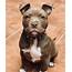 14 Reasons Why Pit Bulls Are The Best Dogs Ever  PetTime