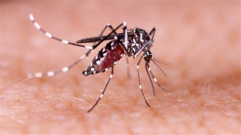 Teen Hospitalized As West Nile Fever Hits Israel