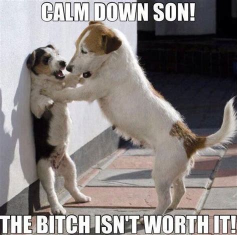 Funny Dog Memes I Top 50 of All Time I World Wide Interweb