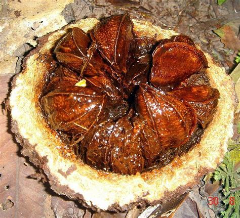 Brazil Nut Diseases And Pests Description Uses Propagation