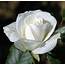 Win Min Beautiful White Roses Pics Romantic Wedding Color Rose 