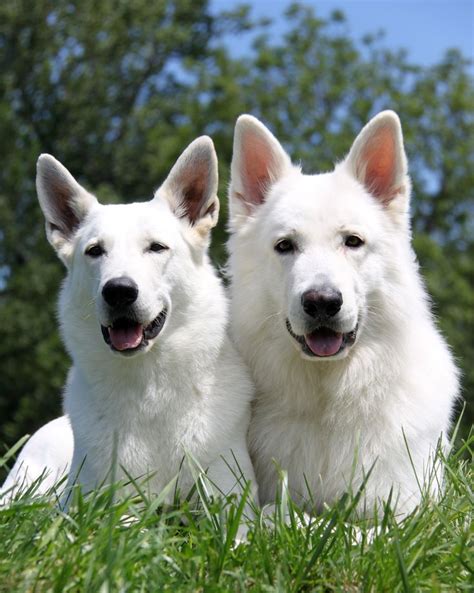 26 Best Images About Berger Blanc Suisse On Pinterest The White