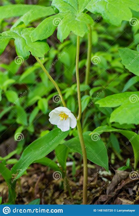 Mayapple Flower Also Known As Mandrake Stock Photo Image Of Apple