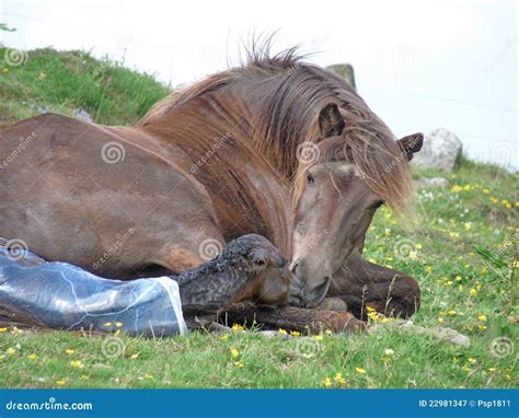 Mare Giving Birth Stock Photos Free And Royalty Free Stock Photos From