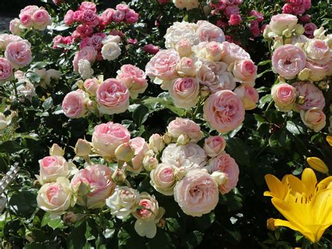 Strauchrose Eden Rose 85 ® Schönste Rosen And Expertenwissen