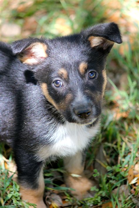If you are looking for corgi puppies as your new pets, you might want to our pembroke welsh corgi puppies for sale are spirited, athletic, and dependable. Corgi Puppies Colorado Rescue