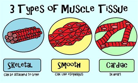 What are the 3 types of goals. draw and label the three types of animal muscles - Google ...