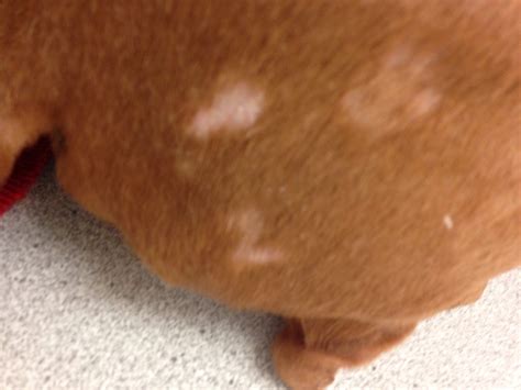 White Spots On Dogs Skin