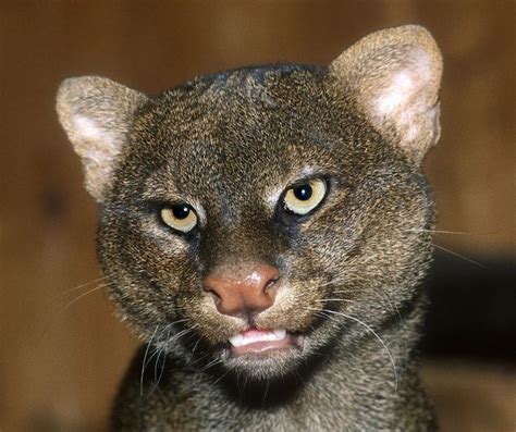 17 Best Images About Jaguarundi On Pinterest Coats Cats And Zoos
