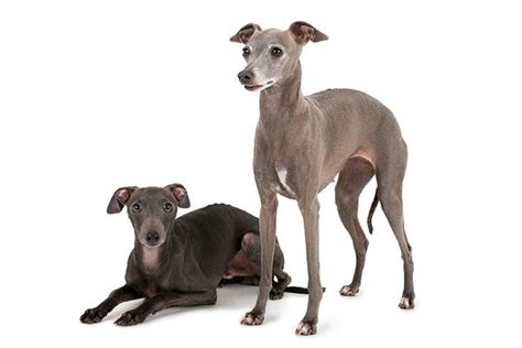 Italian Greyhound Colors A Complete Guide 41 Off