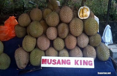 The fook gor durian estate, sg klau 勞勿福哥榴莲农场民宿. 6 Easy Tips For Malaysians to Identify a Musang King ...