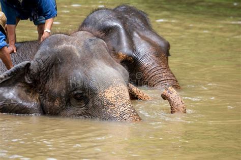 Asian Elephant Species In The Conservation Center Stock Image Image