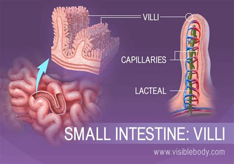 Inside A Human Intestine