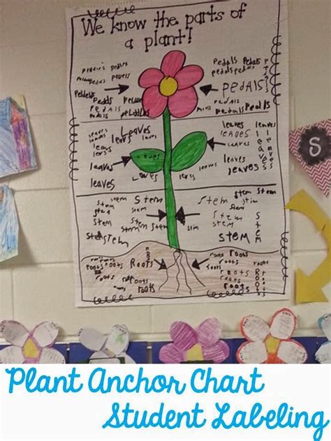 Parts Of A Flower Anchor Chart