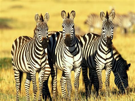 Height at the shoulder, 3.5 to 5 ft (1.1 to 1.5 m) weight: Where do they live? - Zebras