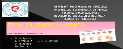 Pptx Etapas Del Desarrollo Prenatal To Trimestre Psicolog A