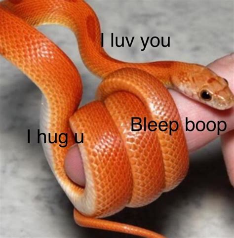 A Smol Snek Has Something To Say Pretty Snakes Beautiful Snakes Cute
