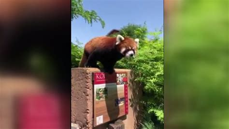 Red Panda Briefly Escapes Exhibit For Second Time In Two Months