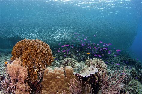 Diverse Coral Reef In The Philippines Photograph By Scubazoo