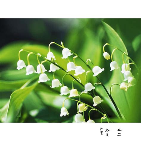 We did not find results for: Pin by 苏 on flower name | Growing lilies, Lily of the ...
