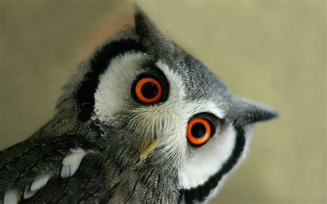 Jigsaw puzzles for kids with a variety of animal pictures. animals, Birds, Hibou Wallpapers HD / Desktop and Mobile ...