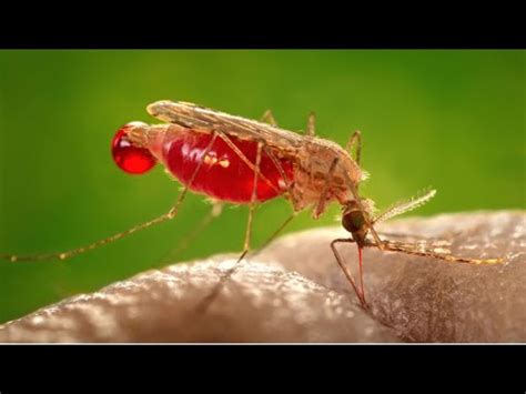 In this medical minute, dr. How to Get Rid of Mosquitoes Naturally ?-- 10 Natural Ways ...