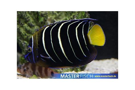 Goldtail African Angelfish Pomacanthus Chrysurus Masterfisch